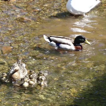 Сasa de vacaciones Riverbank River Ehan Double Balcony Egremont (Cumbria)